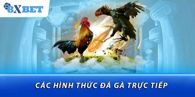 Các hình thức trực tiếp đá gà